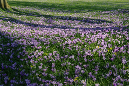 Husumer Krokusblte